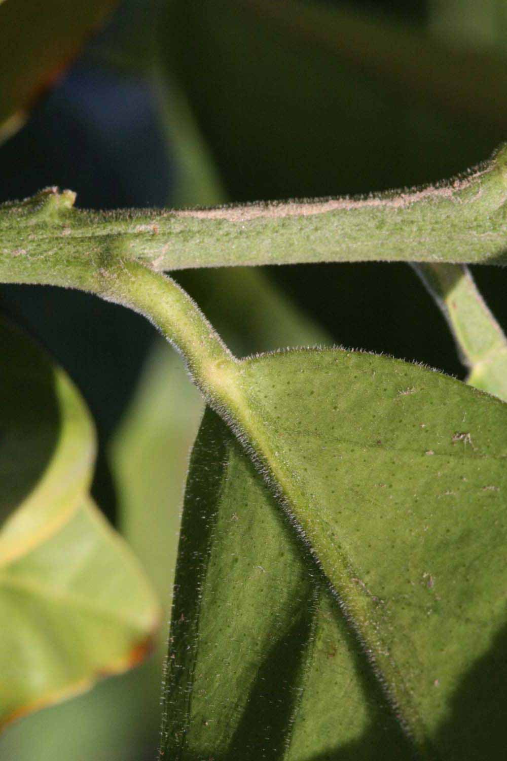            First year twig (Riverside, CA)   